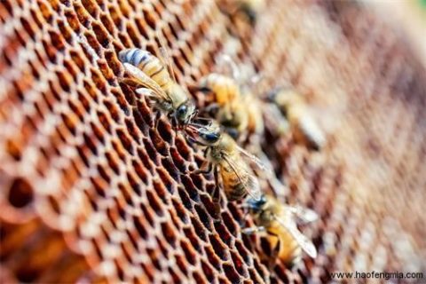 2016年蜂博会重新定义“真蜂蜜”