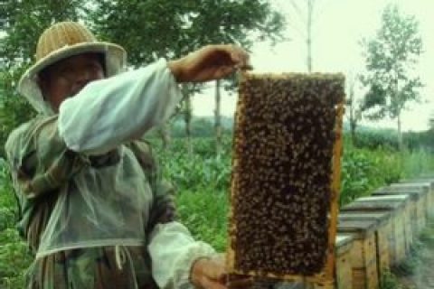 蜜蜂养殖之灾害性天气下的蜂群管理应急措施