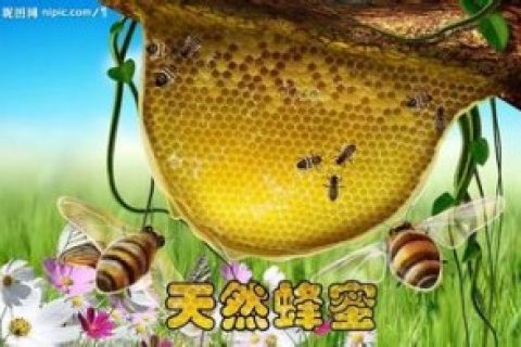 蜜蜂养殖技术之蜜蜂社会分工精细的神秘之源